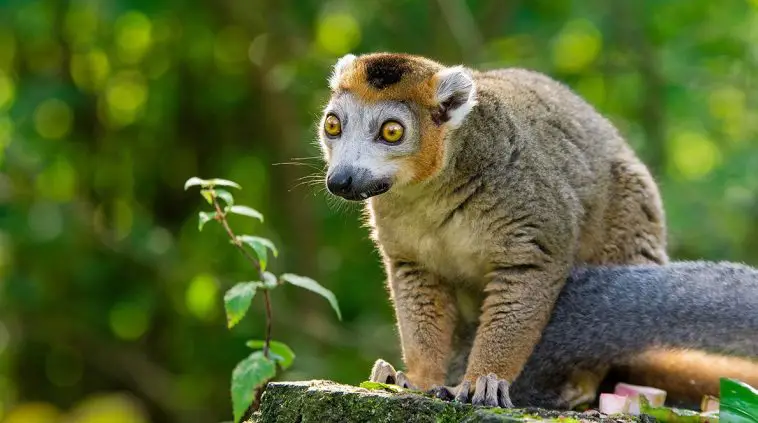 Crowned Lemur (Eulemur coronatus)