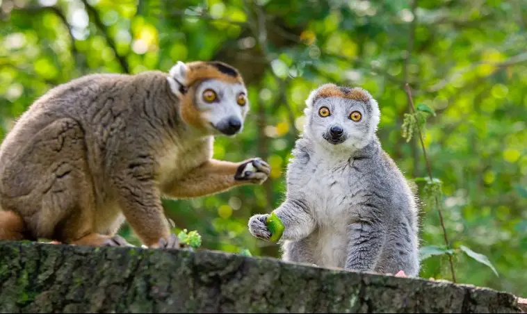 Crowned Lemur (Eulemur coronatus)