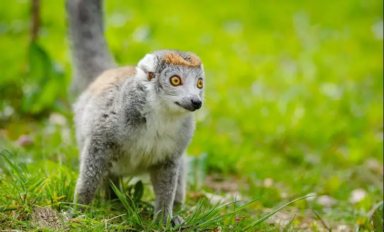 Crowned Lemur (Eulemur coronatus)
