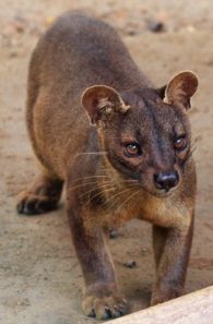 fossa