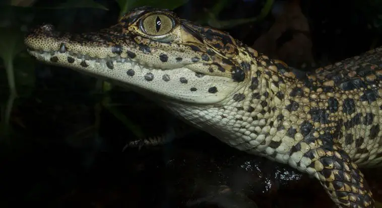 Cuban Crocodile