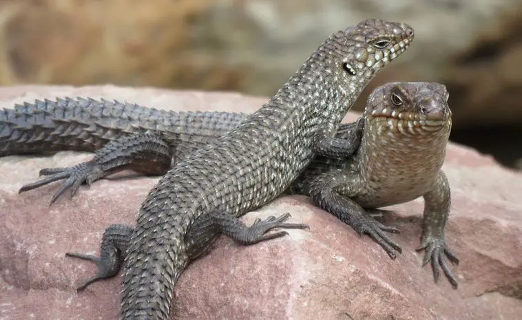Cunningham's Skink (Egernia cunninghami)