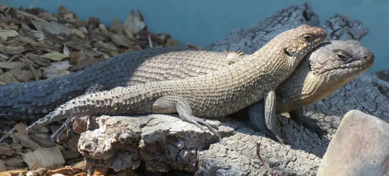 Cunningham's Skink (Egernia cunninghami)