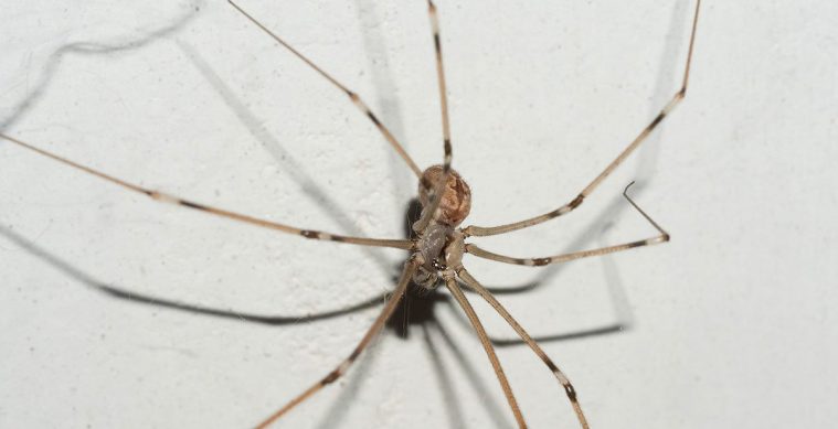 Daddy Long Legs (Pholcus phalangioides)