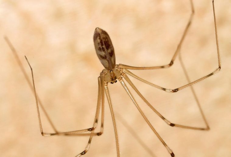 Daddy Long Legs (Pholcus phalangioides)
