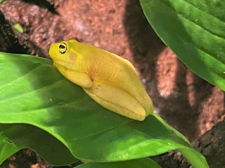 dainty tree frog melbourne aquarium