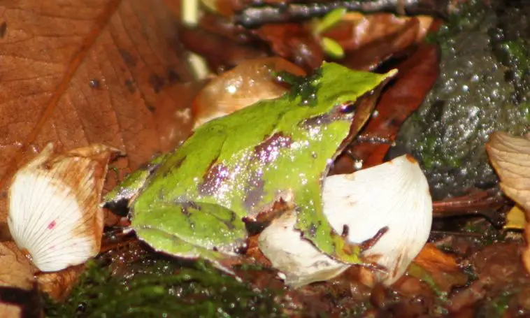 Darwin's Frog