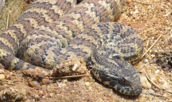Common Death Adder (Acanthophis antarcticus)