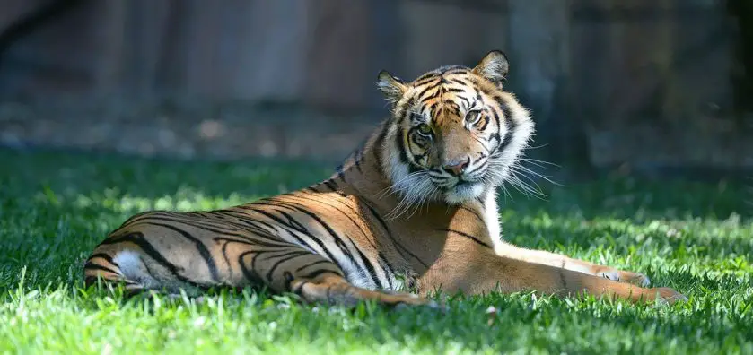 Delilah the tiger arrives at Adelaide Zoo