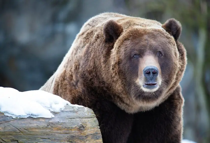 denali the brown bear Woodland Park Zoo