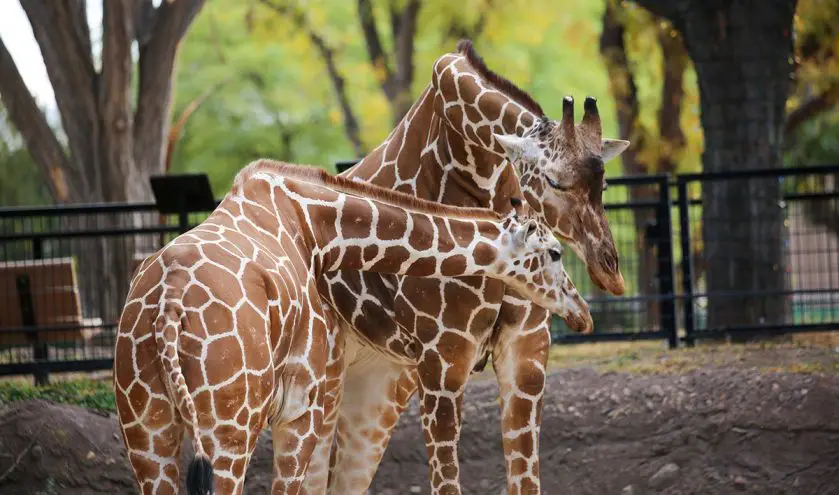 Giraffe Passing at Reid Park Zoo