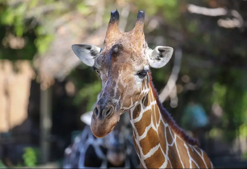 denver the giraffe reid park zoo