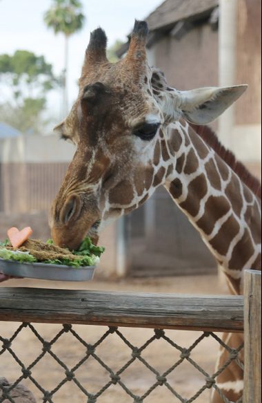 denver the giraffe reid park zoo