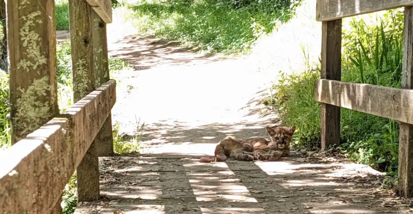Orphaned Mountain Lion at Oakland Zoo