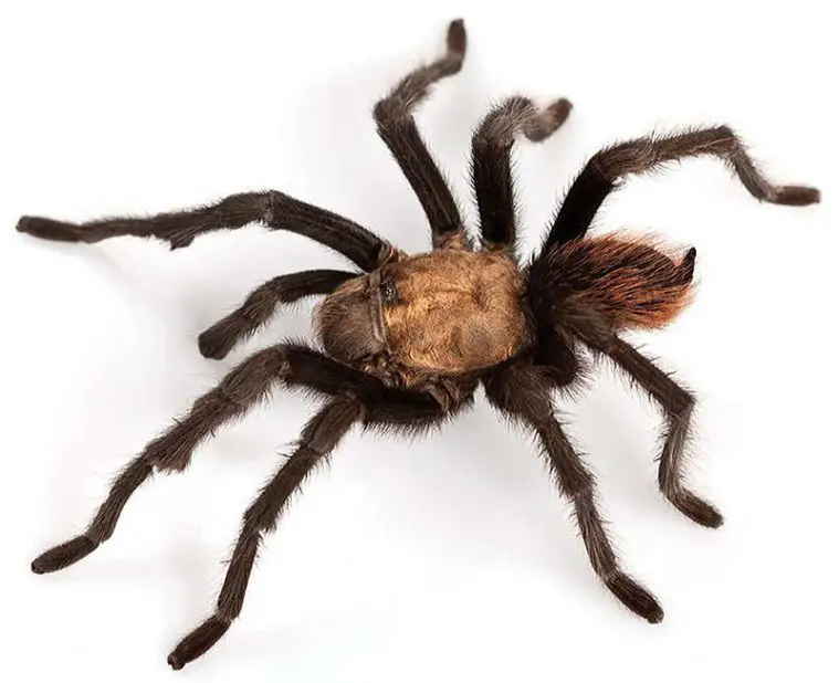 Desert Blond Tarantula (Aphonopelma chalcodes)