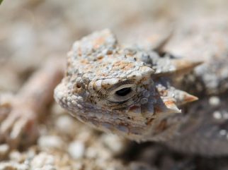 Desert Horned Lizard