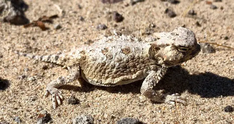 Desert Horned Lizard