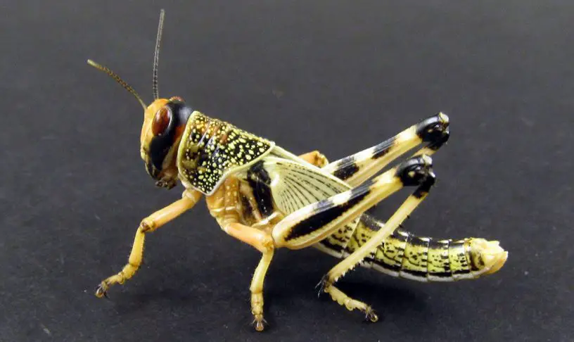 Desert Locust