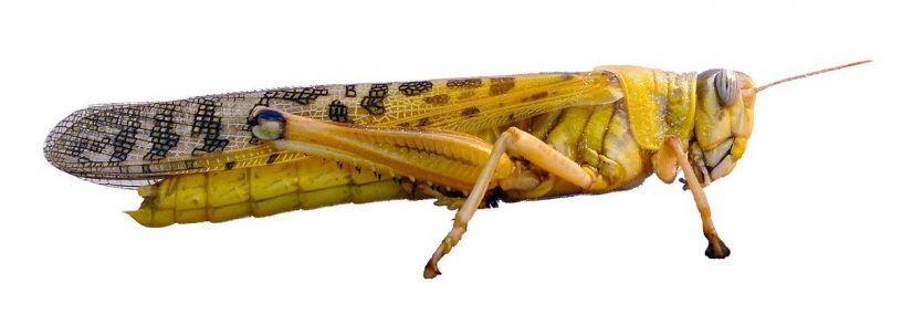 Desert Locust