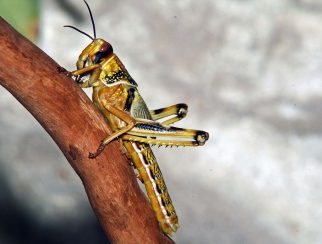 Desert Locust