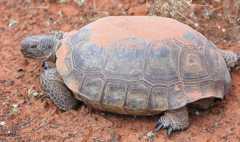 Desert Tortoise