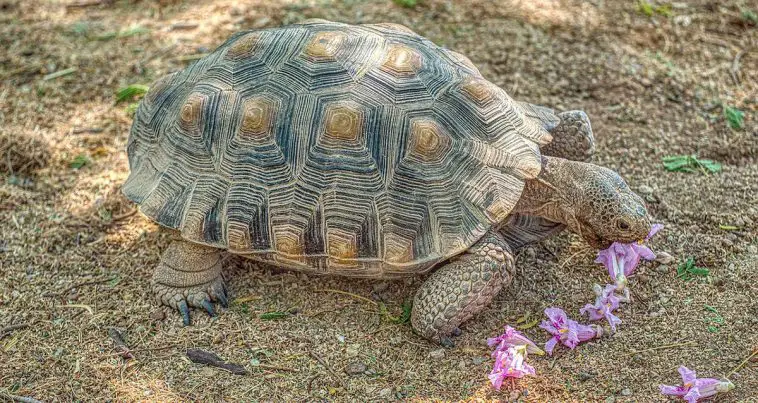 Desert Tortoise