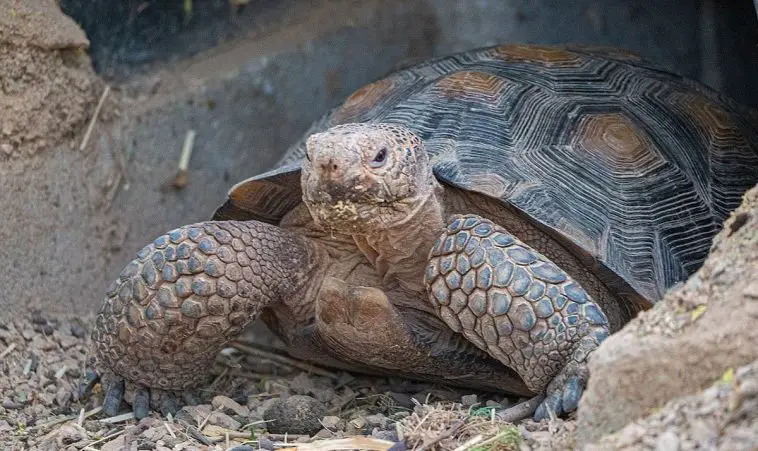 Desert Tortoise