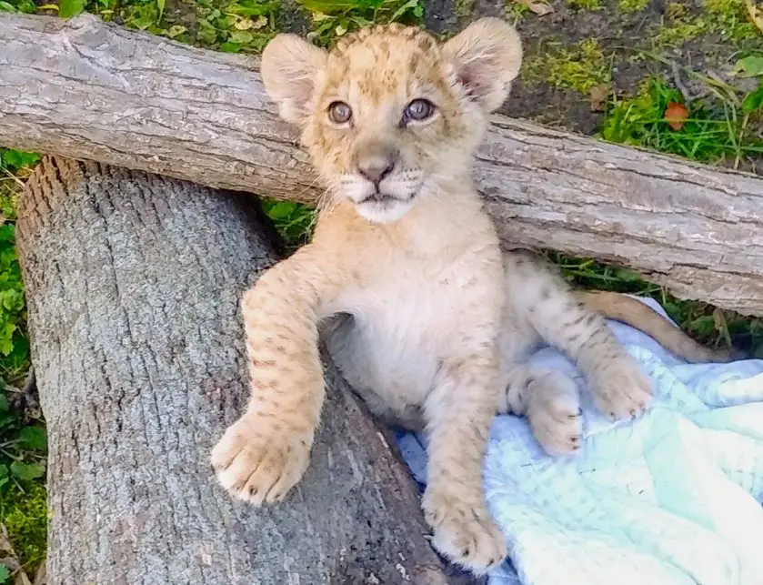 lion cub detroit zoo