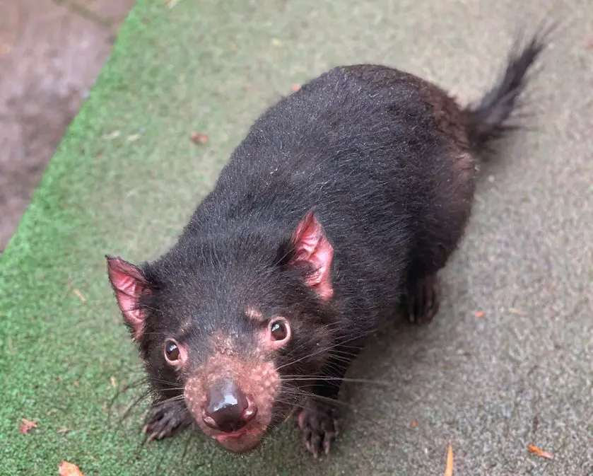 tasmanian devil WILD LIFE Sydney Zoo