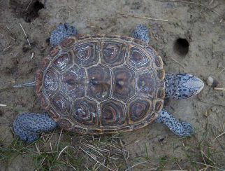 Diamondback Terrapin