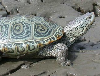 Diamondback Terrapin