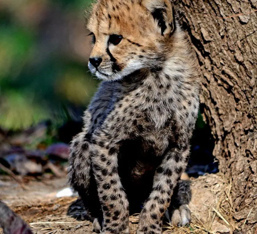 dickerson park zoo cheetah cubs