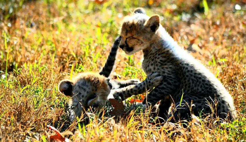 dickerson park zoo cheetah cubs