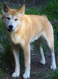 dingo