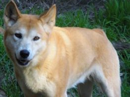 dingo