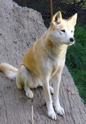 dingo