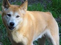 dingo