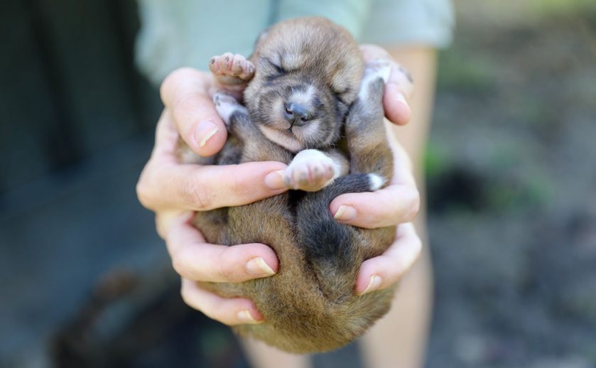 Dingo pup Australian Reptile Park