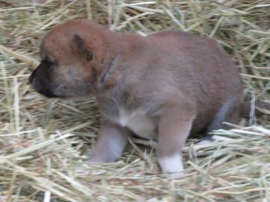 dingo