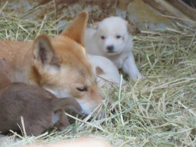dingo