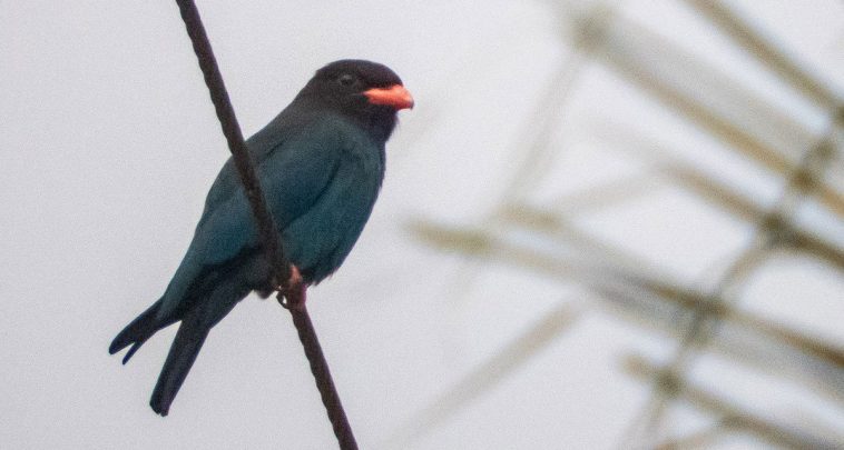 Dollarbird