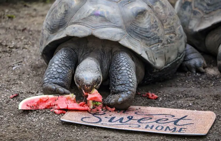 Galapagos Giant Tortoise Housewarming London Zoo