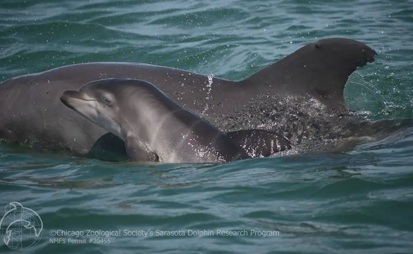 Dolphin Births Sarasota Florida Population