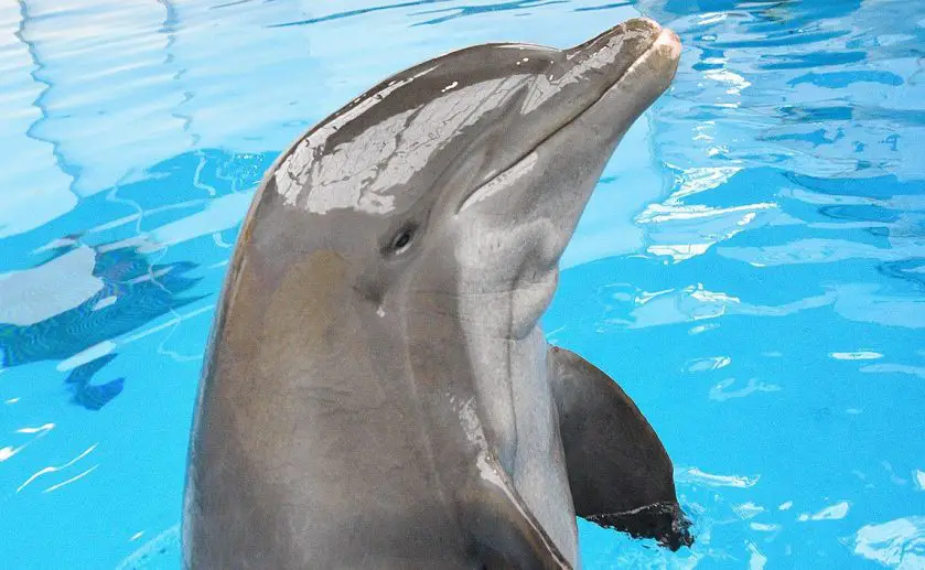 Dolphin Health Care Brookfield Zoo