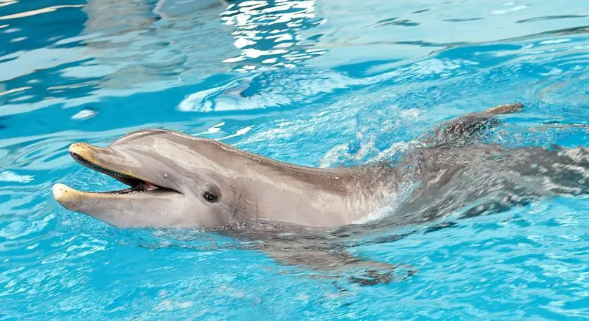 Dolphin Swap Brookfield Zoo