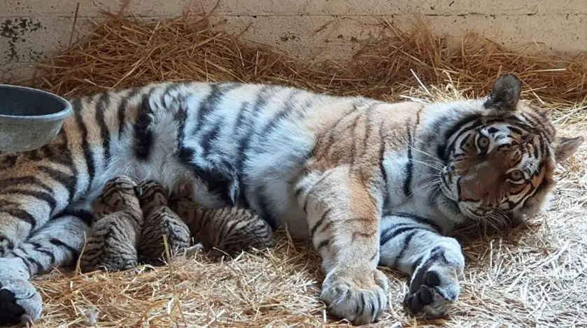 AThree Amur Tiger Cubs Born at Highland Wildlife Park