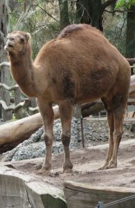 Dromedary Camel