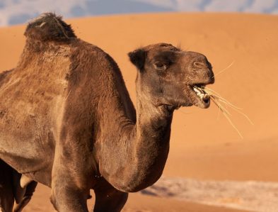 Dromedary Camel