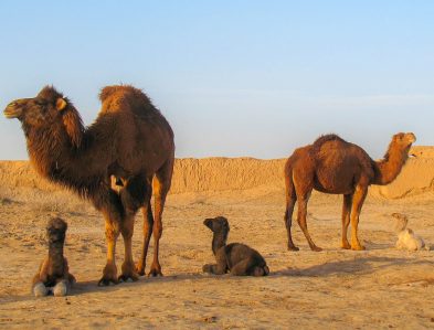 Dromedary Camel