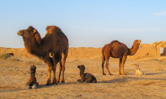 Dromedary Camel